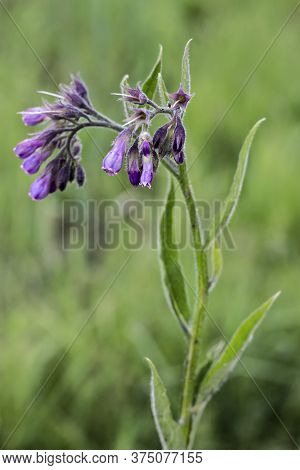 Healthy Comfrey Flowers With Leaves (symphytum Officinale) In The Natural Environment. Comfrey Is Us