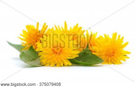 Bunch Dandelions With Leaves Isolated On White Background.