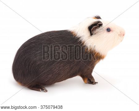 Guinea Pig Isolated On White Background. Funny, Guineapig.