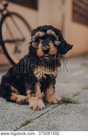 Portrait Of A Two Months Old Cockapoo Puppy Sitting On The Patio, Ears Flying In The Wind, Selective