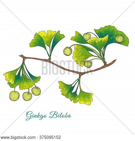 Ginkgo Biloba Tree Branch Isolated On White