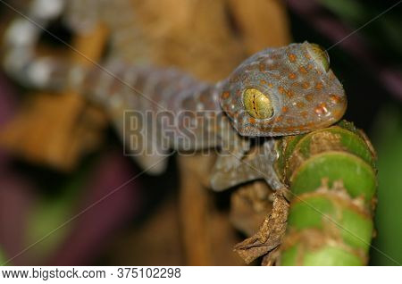 Beautiful Gecko Eyes, Her Beautiful Eyes Look At You