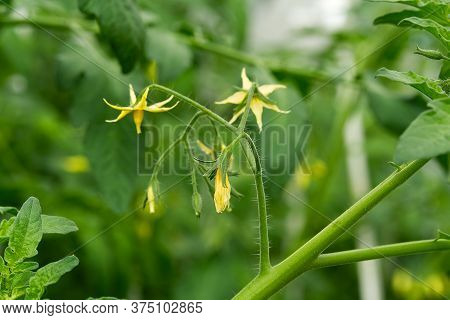 Organic Tomato Flower In Home Garden. Bright Yellow Flowers Of Tomatoes.