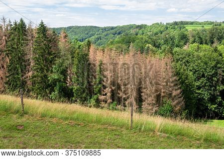 An image of a forest dieback in south Germany