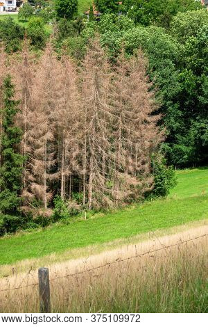 An image of a forest dieback in south Germany