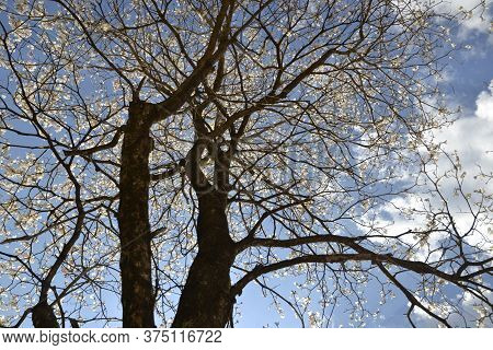 White Ipes. Brazilian trees forming a path with blue sky in the background. Its name comes from Guarani Tupi and is known as the thick bark tree, Brazil, South America in panoramic view