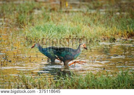 Goa, India. Two Grey-headed Swamphen Birds In Morning Looking For Food In Swamp. Porphyrio Polioceph