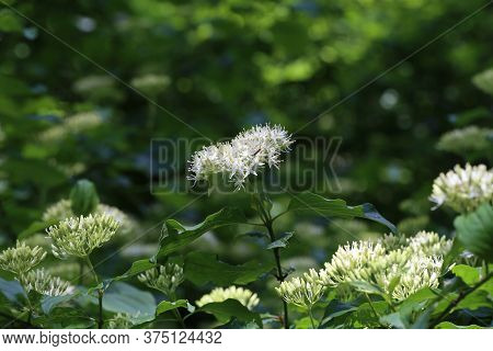 Cornus Controversa In Bloom In The Arboretum