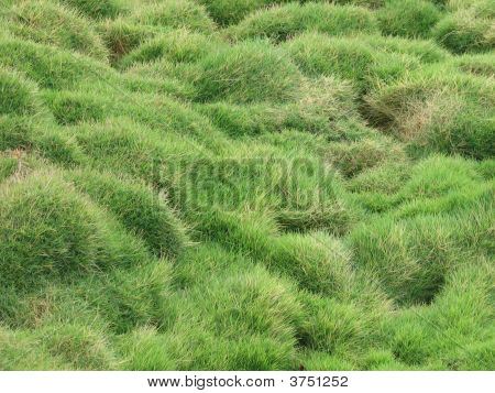 島草の山