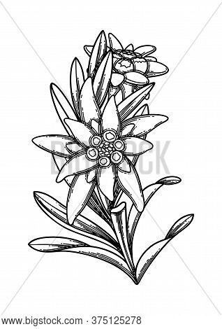 Graphic Branch Of Edelweiss Flowers And Leaves.