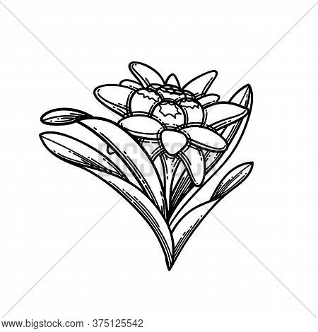 Graphic Vignette Made Of Edelweiss Flowers And Leaves.