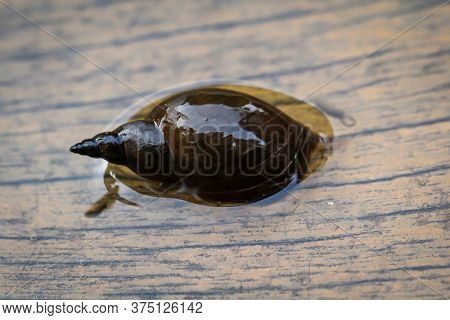 A Close-up Of A Lymnaea Stagnalis Sludge Snail, A Pond Snail.