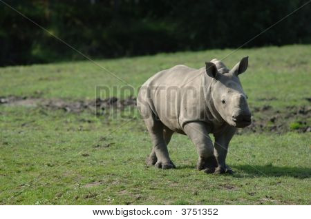 Baby-Nashorn