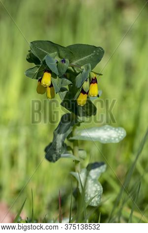 Plant (cerinthe Major) With Yellow Flowers Growing In A Mountain Meadow Close-up On A Sunny, Spring 