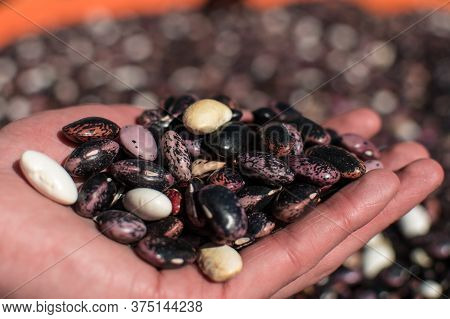 Handful Of Dried Colorful Beans Picked Up On A Farm At Annapurna Circuit, Himalaya, Nepal