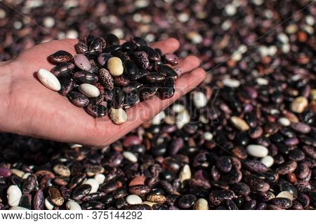 Hand Pouring Dried Colorful Beans Through Fingers Onto More Beans In Pile On A Farm At Annapurna Cir