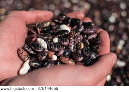 Two Hands Palming An Assortment Of Colorful Dried Beans On A Farm At Annapurna Circuit, Himalaya, Ne
