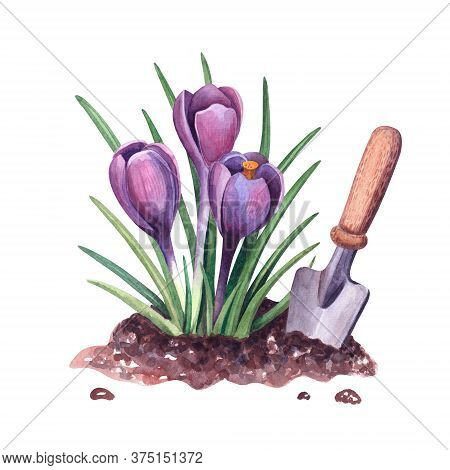 Watercolor Spring Flowers In The Soil And Shovel. Botanical Illustration. Purple Snowdrops And Garde