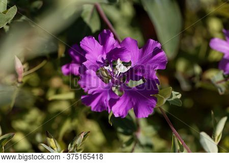 Pinkfairy Flower, Clarkia Pulchella