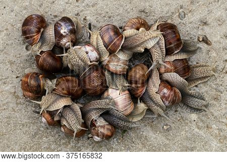 Large Group Of Snails Outdoors View From Above