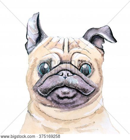 Watercolor Sketch Of A Dog. Pug On A White Background For Poster, Pet Shop Or Postcard.