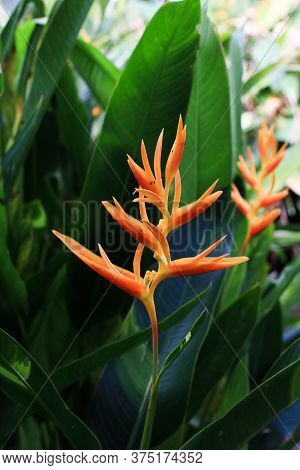 Bright Orange Heliconia Golden Torch, Heliconia Psittacorum With Leaves Is Tropical Flowers In The G