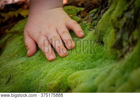 A Child Experiences New Textures While Out In The Forest, Touching What Feels Like The Softest Moss 