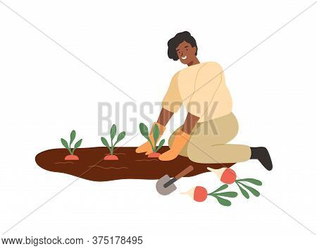African American Smiling Woman Gathering Harvest On Vegetable Patch Vector Flat Illustration. Female