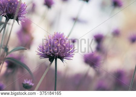 Head Flower With Beautiful In The Winter At Sky.