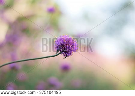 Purple Flower With Beautiful In The Winter At Sunrise.