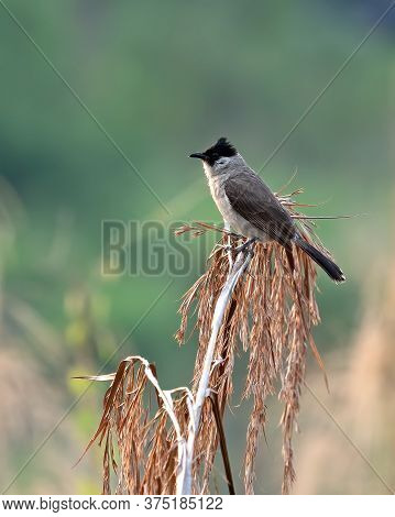 Closeup Sooty-headed Bulbul Bird Perched On Dry Grass Isolated On Blurry Background