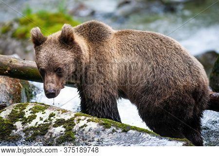 Majestic Brown Bear Standing On The Rock In River.