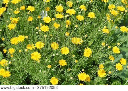 Yellow Flowers Of Cota Tinctoria Plants.golden Marguerite (anthemis Tinctoria) In Meadow