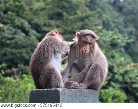 Monkeys Catching Lice On The Road Side