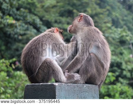 Monkeys catching lice on the road side - a scene from Western Ghats, Wayanad