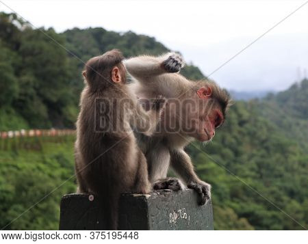Monkeys Catching Lice On The Road Side