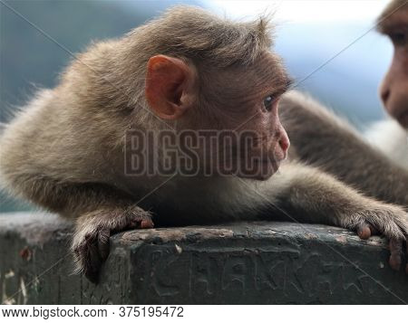 Monkeys catching lice on the road side - a scene from Western Ghats, Wayanad