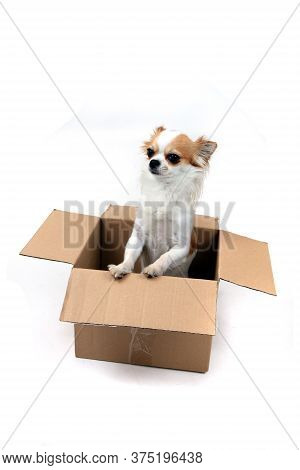 Chihuahua In The Paper Box Isolated On The White Background