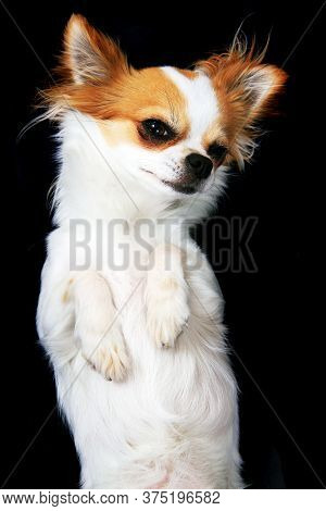 Portrait Of Small Smart Chihuahua