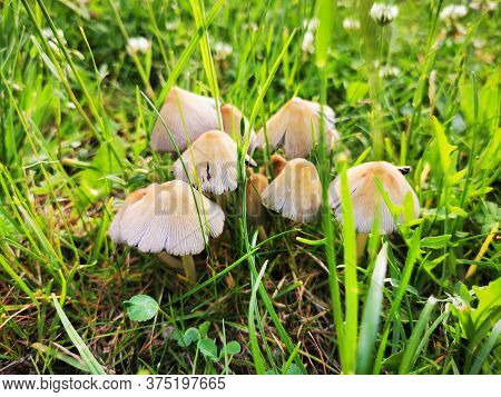 Mushrooms In The Grass As Very Nice Natural Background