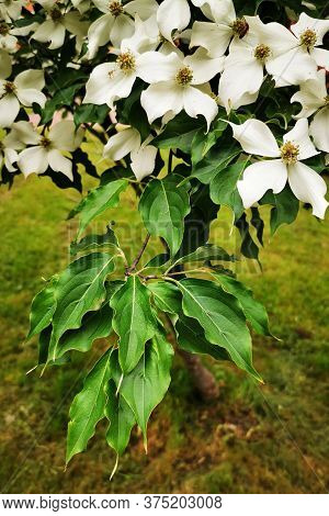 Cronus Cousa Plant Flowers As Very Nice Background