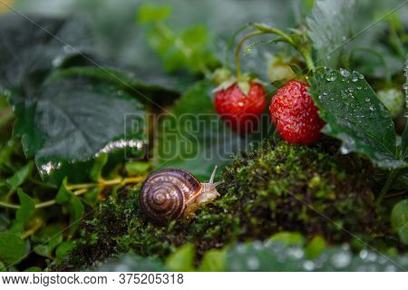 A Large Brown Snail Crawls Over Grass And Green Moss To Ripe And Red Strawberries With Drops Of Wate