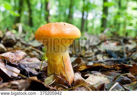 Edible Mushroom Suillus Elegans Grows In The Woods.