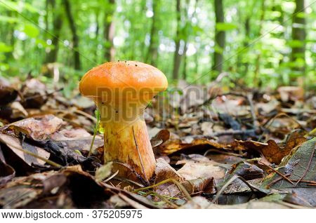 Edible Mushroom Suillus Elegans Grows In The Woods.