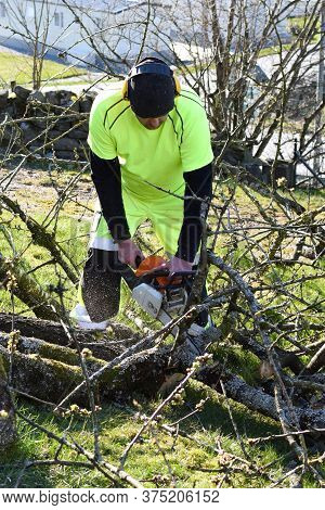 A Man Is Sawing A Garden Tree With An Electric Chainsaw.