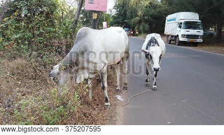 Morjim, India December 14, 2019: Group Of Cow Are Walking On The Road. Cows Walking On The Road