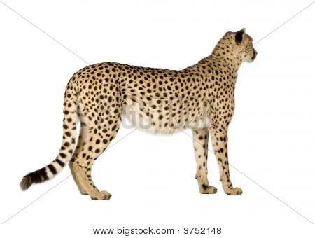 Gepard - Acinonyx Jubatus