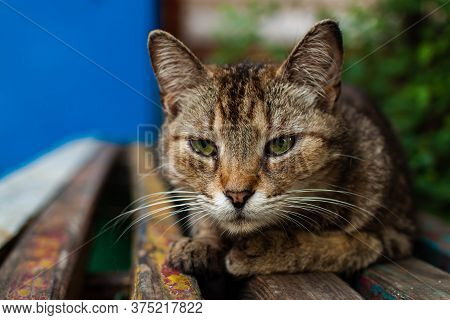 Cute Bored Sleepy Cat Lies On A Old Bench.