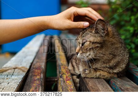 Cute Bored Sleepy Cat Lies On A Old Bench. Hand Stroking A Cat Outdoor.
