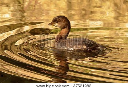 池でカイツブリ水の小鳥